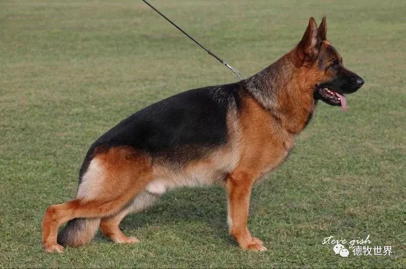 n-018 rustols goliath    father: va5 quoran dulmental mother