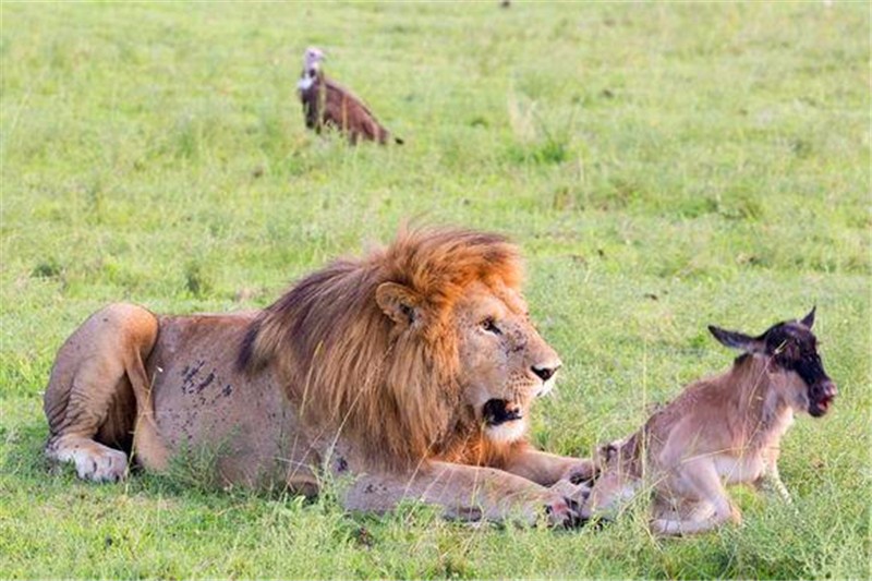 雄狮抓住小角马,不吃竟抱着一起玩,角马想跑却被雄狮如此对待|角马