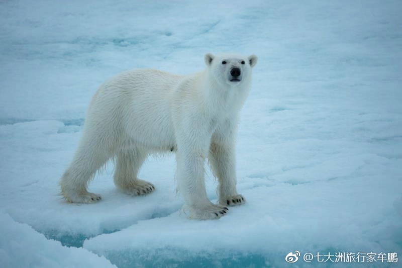 呆黏的北极之王——北极熊 @微博摄影