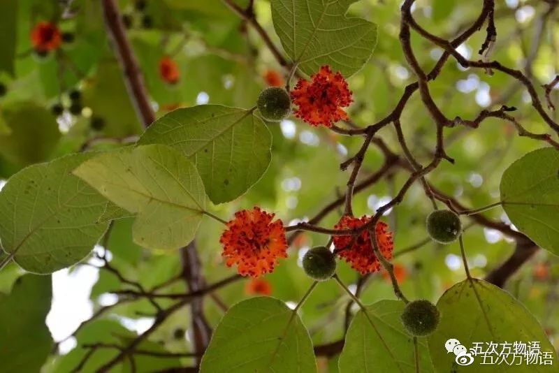 这种树的果实是不是你的童年记忆