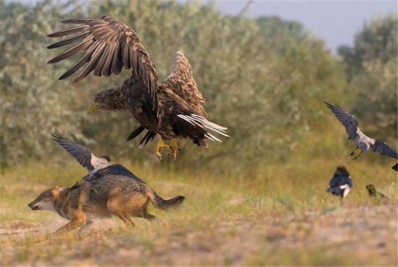 老鹰勇斗胡狼,原以为是为了保护幼崽,近看才发现是这么回事