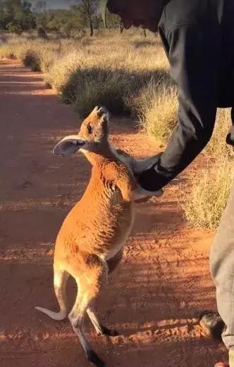 小袋鼠紧紧抱住主人的手,这样的撒娇,主人要怎样离开?