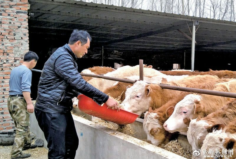 记彰武县阿尔乡镇北甸子村养牛大户李万权