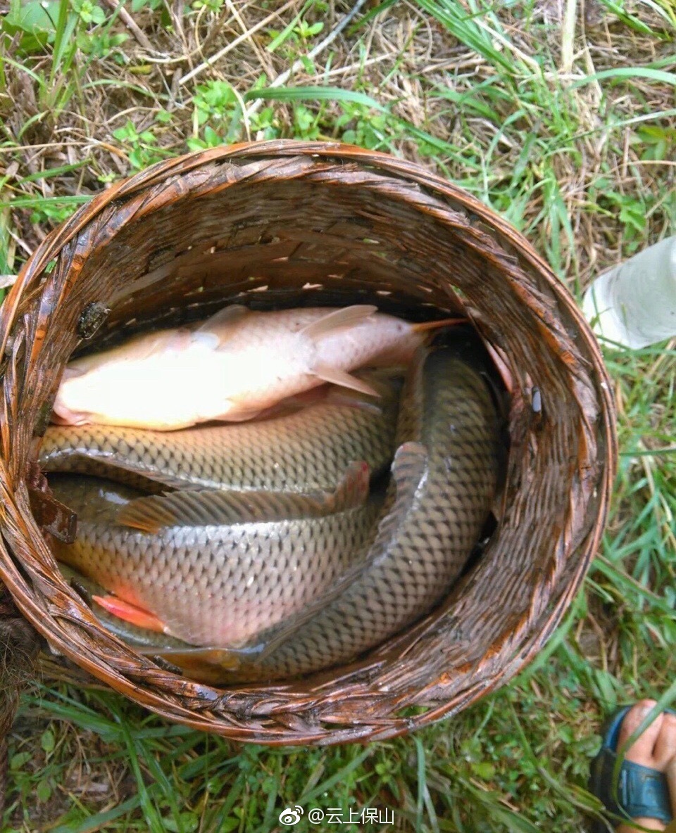 望去是一片金色的海洋,清风徐来,阵阵稻香扑鼻,不远处的稻草人迎着风