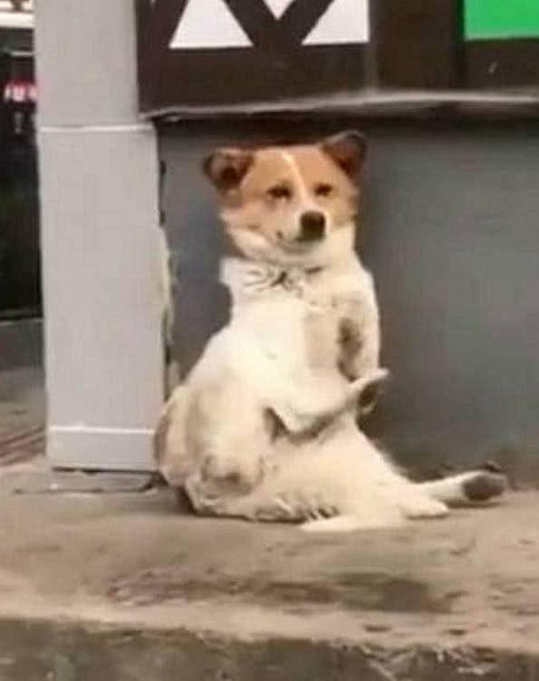 翘着二郎腿,打着节拍晒太阳,狗狗的小日子倒是蛮舒坦的__财经头条