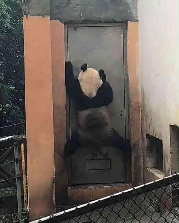 大老远见到功夫熊猫,路人喝彩武功天下第一!最后却笑破肚皮