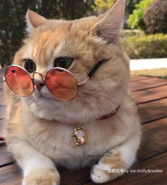 盯着这只金渐层英短猫咪的眼睛你会喜欢上它