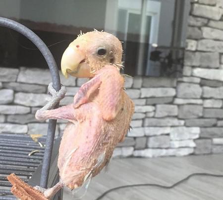 鹦鹉患病羽毛掉光……小伙伴不嫌弃用身体替它取暖