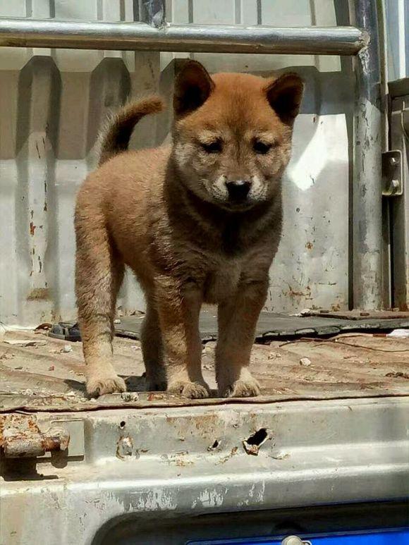 看完这一组土狗再说