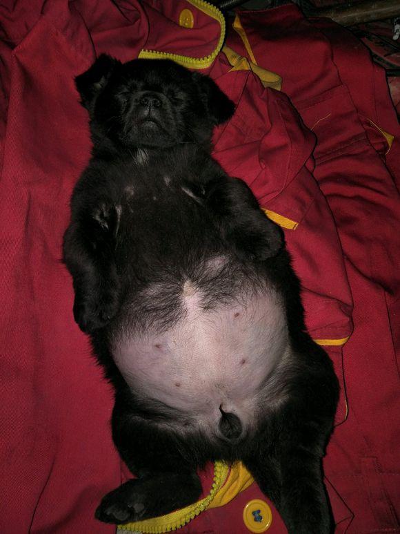 街上捡到一只小土狗,女孩抱回家后,妈妈:这是只"土猪"吧