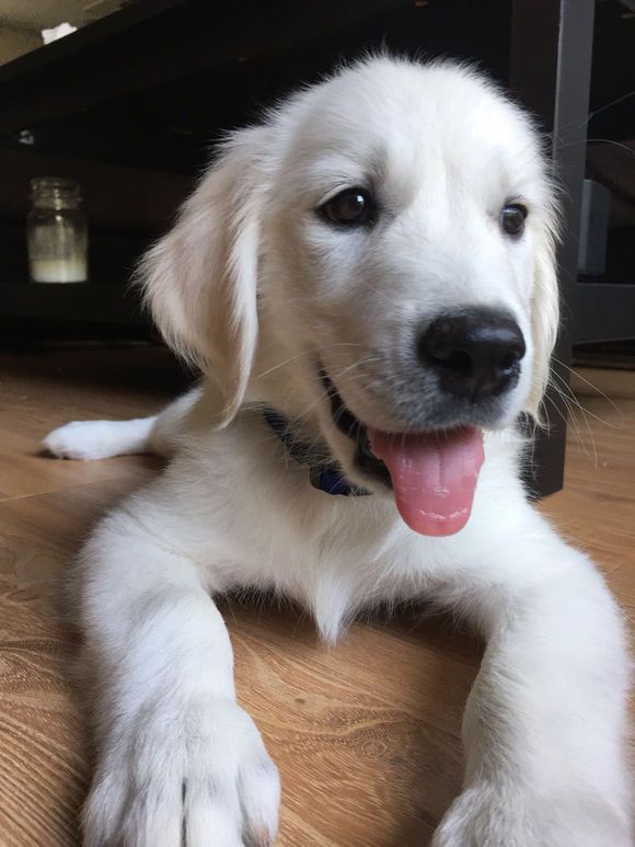 网友弄了一只英国血统的白金毛,和国内金毛是不太一样