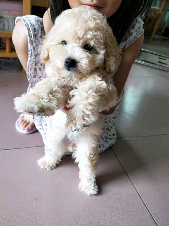 买菜时捡到只迷路的小卷毛狗狗,老婆带回家后女儿兴奋的溢于言表