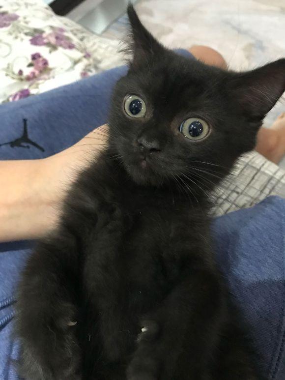 朋友家的猫咪不养了问我要不要,我问什么品种,他说:英短蓝猫!