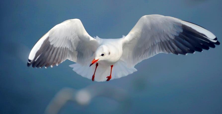 鸟飞千白点,日没半红轮