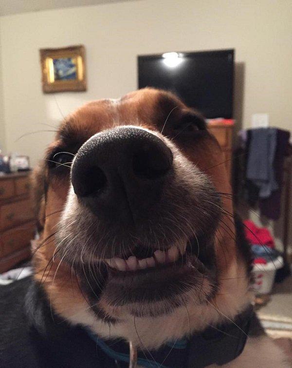 见过狗狗笑的照片吗会让你也笑个不停的