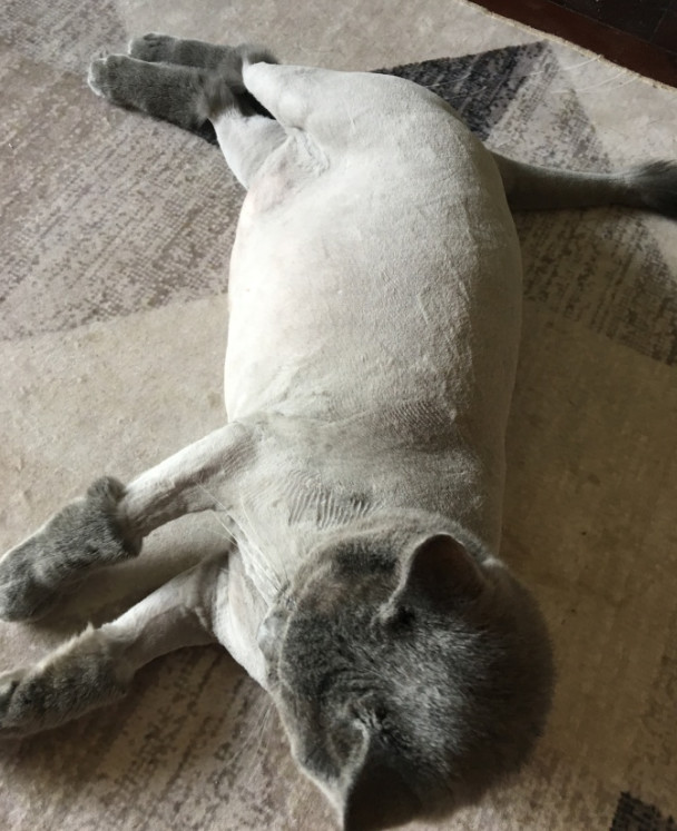 夏天太热带蓝猫剃毛店员一刀下去懵了这样的猫真实存在