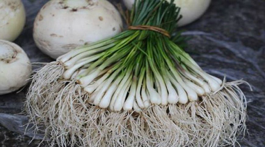 这种叫不出名字的菜对慢性支气管炎喘息辅助治疗作用