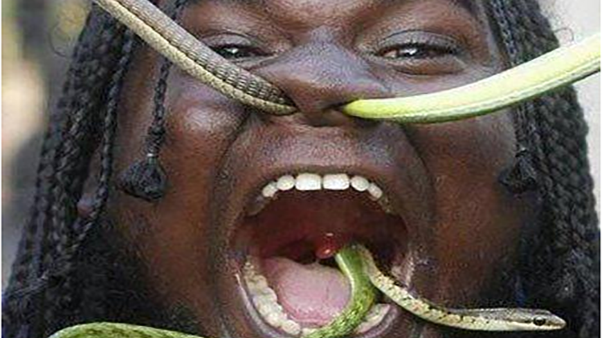 为了提高"抗毒"能力,菲律宾男子每周给毒蛇咬,太666了!