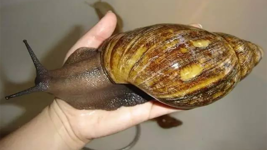 世界上最大的蜗牛,长有25000颗牙齿,比人脸还大!