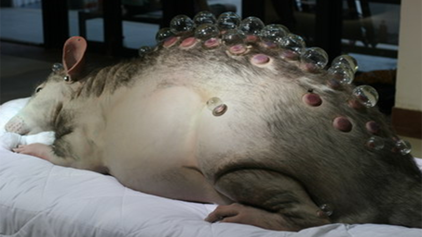 科学家研发"食人老鼠",造成30人死亡,仅有一人逃脱!