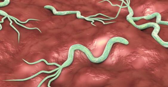 想要胃部健康没有细菌,我们日常需要怎么去养护它?