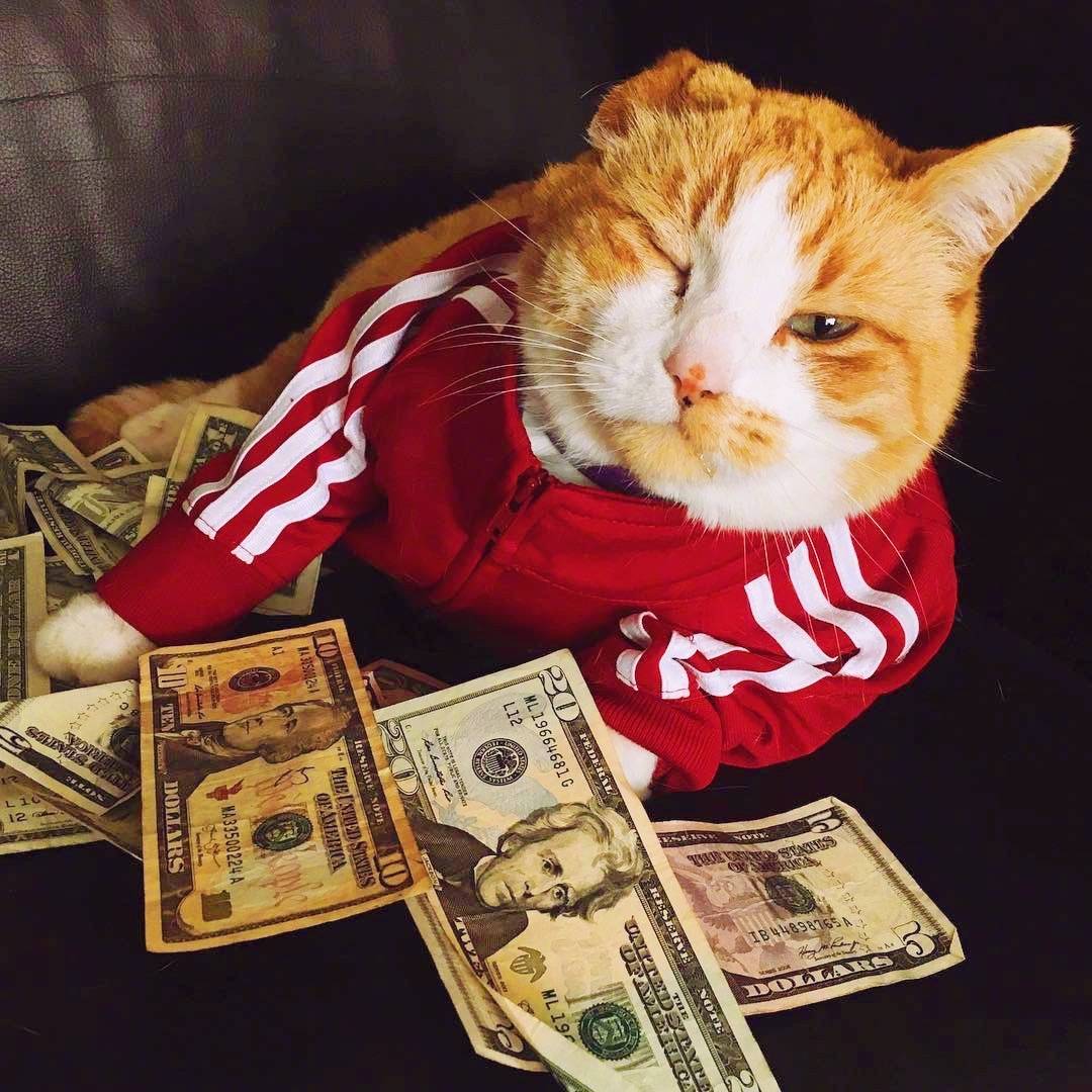 3s内点赞这组土豪喵下周你将得到一笔意外之财