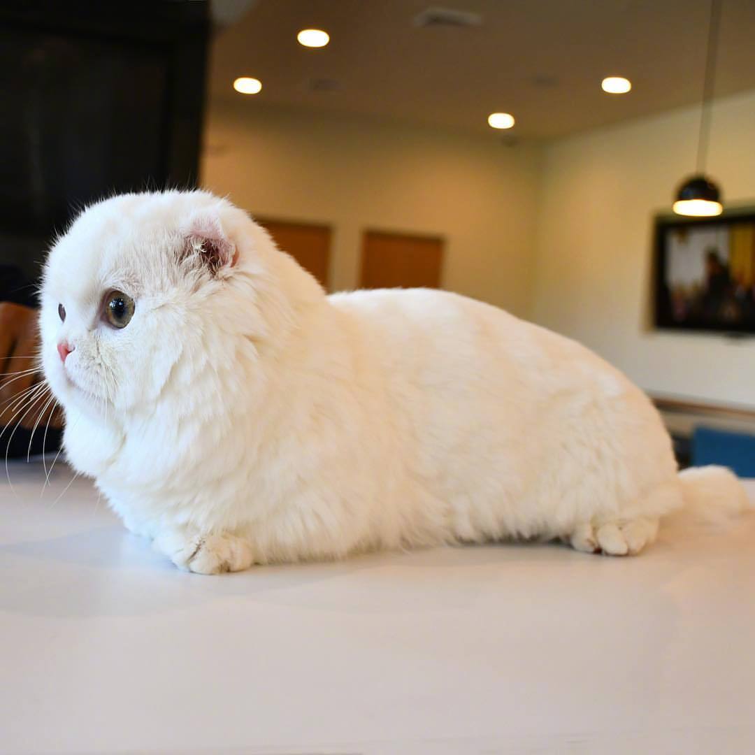 家有喵星人短腿猫goyang