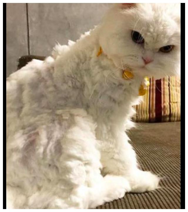 网友亲自给猫咪剪毛发,结果却剪得参差不齐的,这是绵羊猫?