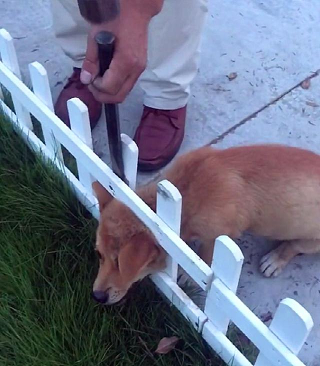 田园犬脑袋卡进草坪护栏,急得嗷嗷叫,好心人的举动暖心了