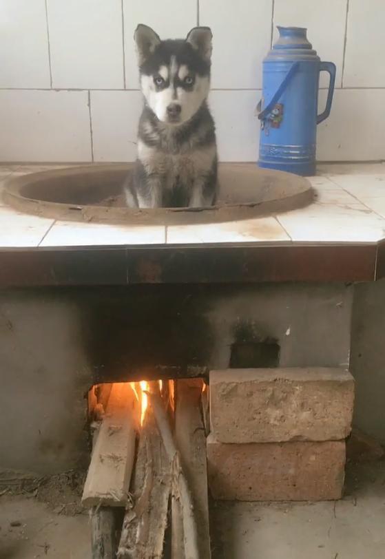 二哈拆家,主人准备铁锅将其活炖,二哈竟然做出这样的表情挑衅