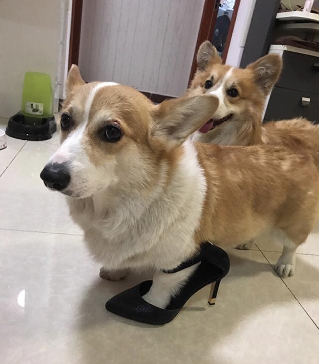 狗狗们的犯傻瞬间令人捧腹,网友:图四生动演绎什么叫卡成狗!