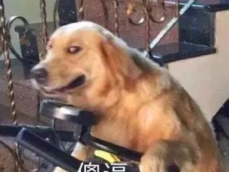 自从我迷恋上了沙雕猫咪表情包整个人都变得傻吊了