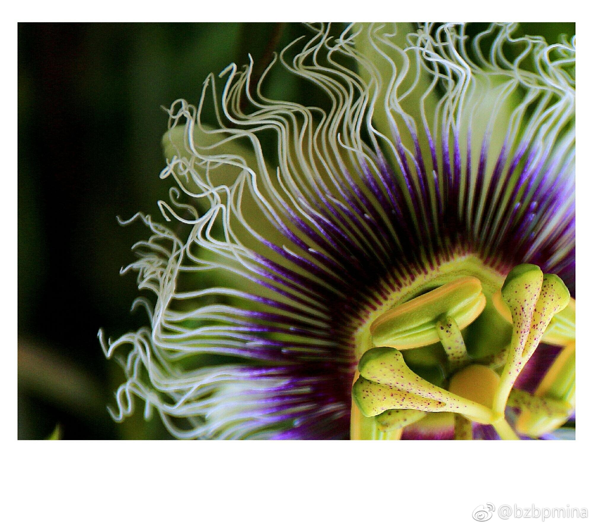 百香果开花优雅又奇特,白紫色的花朵像芭蕾舞者的纱裙