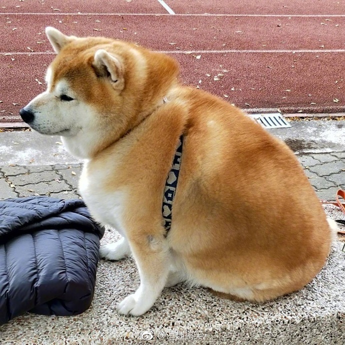 胖柴犬,这怕是只柴猪吧._新浪看点