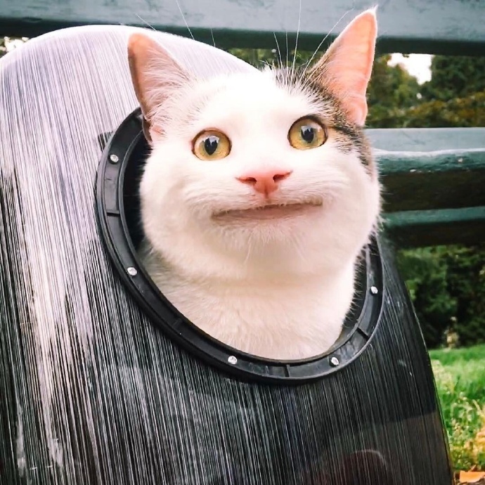 假笑猫olli 礼貌而不失尴尬的微笑