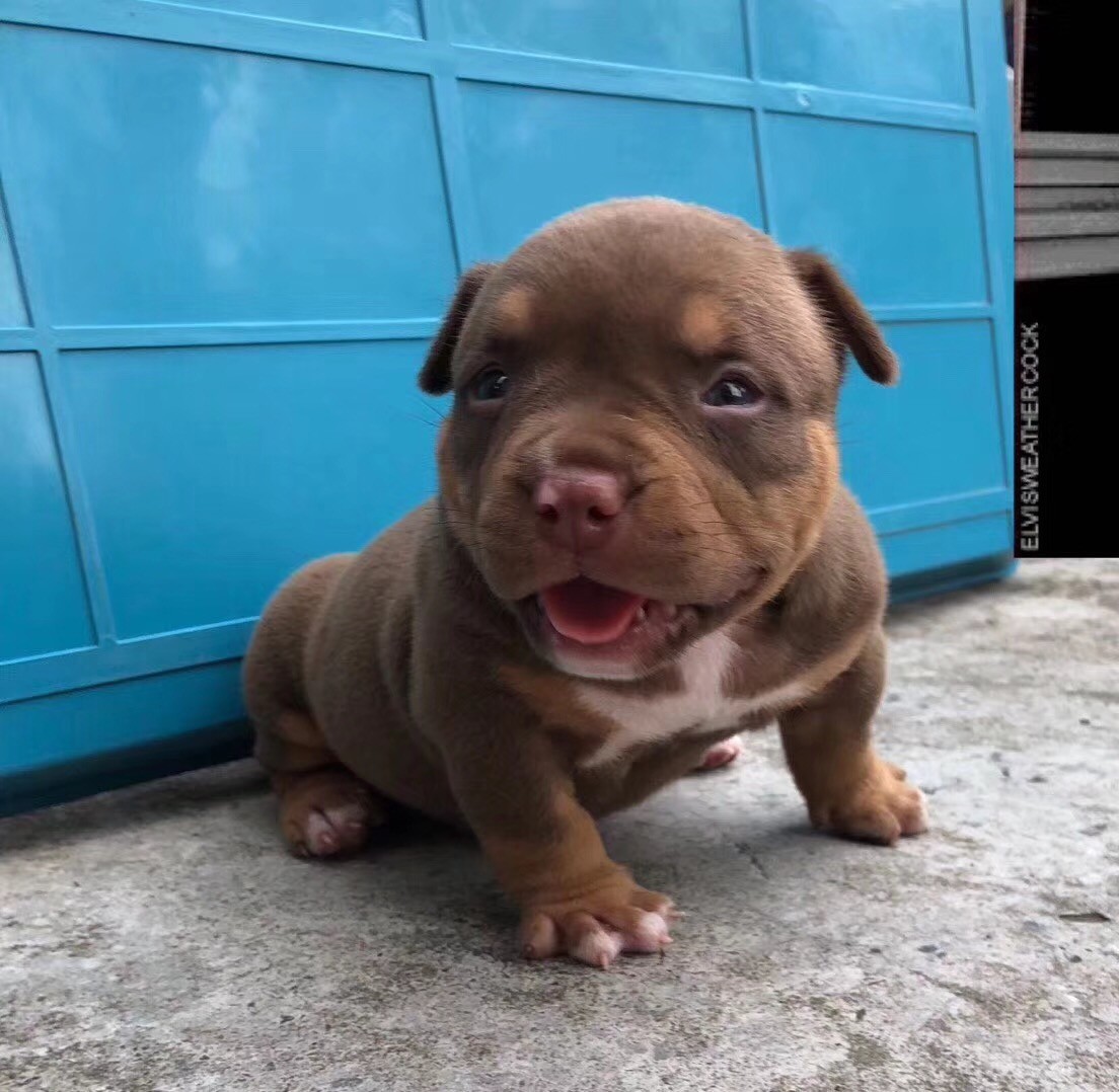 恶霸小奶狗睁开眼睛后咧着嘴笑了