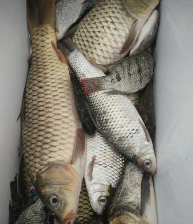 我都要怀疑人生了,电工帮着来抄鱼我还能说什么!