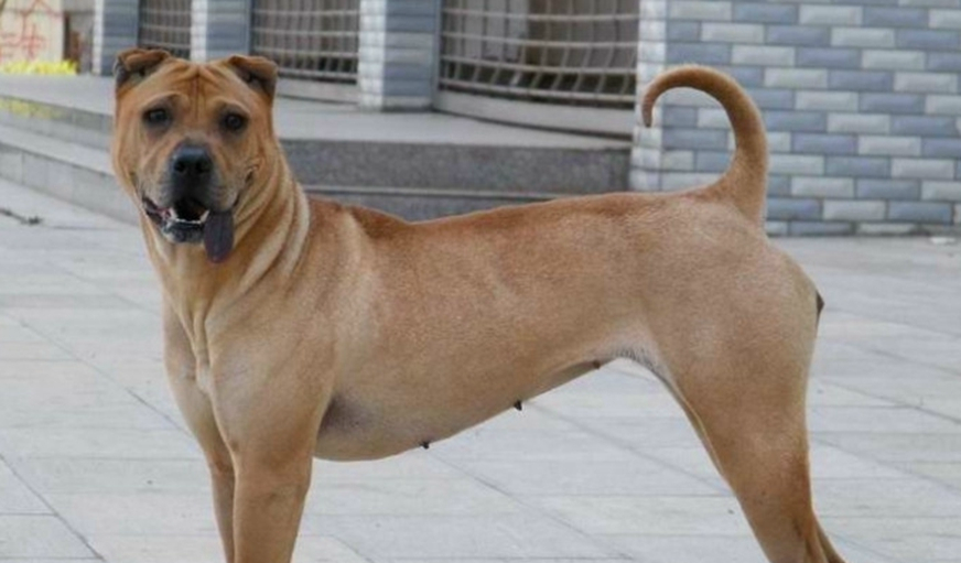 农村这种土狗 曾号称中国的第一斗犬 现在却已经销声匿迹