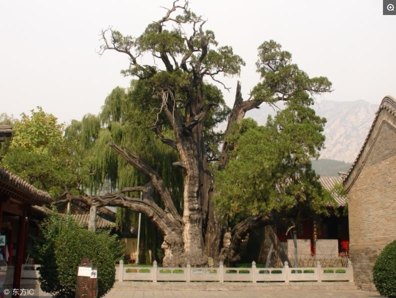 河南省登封市嵩阳书院的将军柏,人称"原始柏",是我国现存的原始古柏.