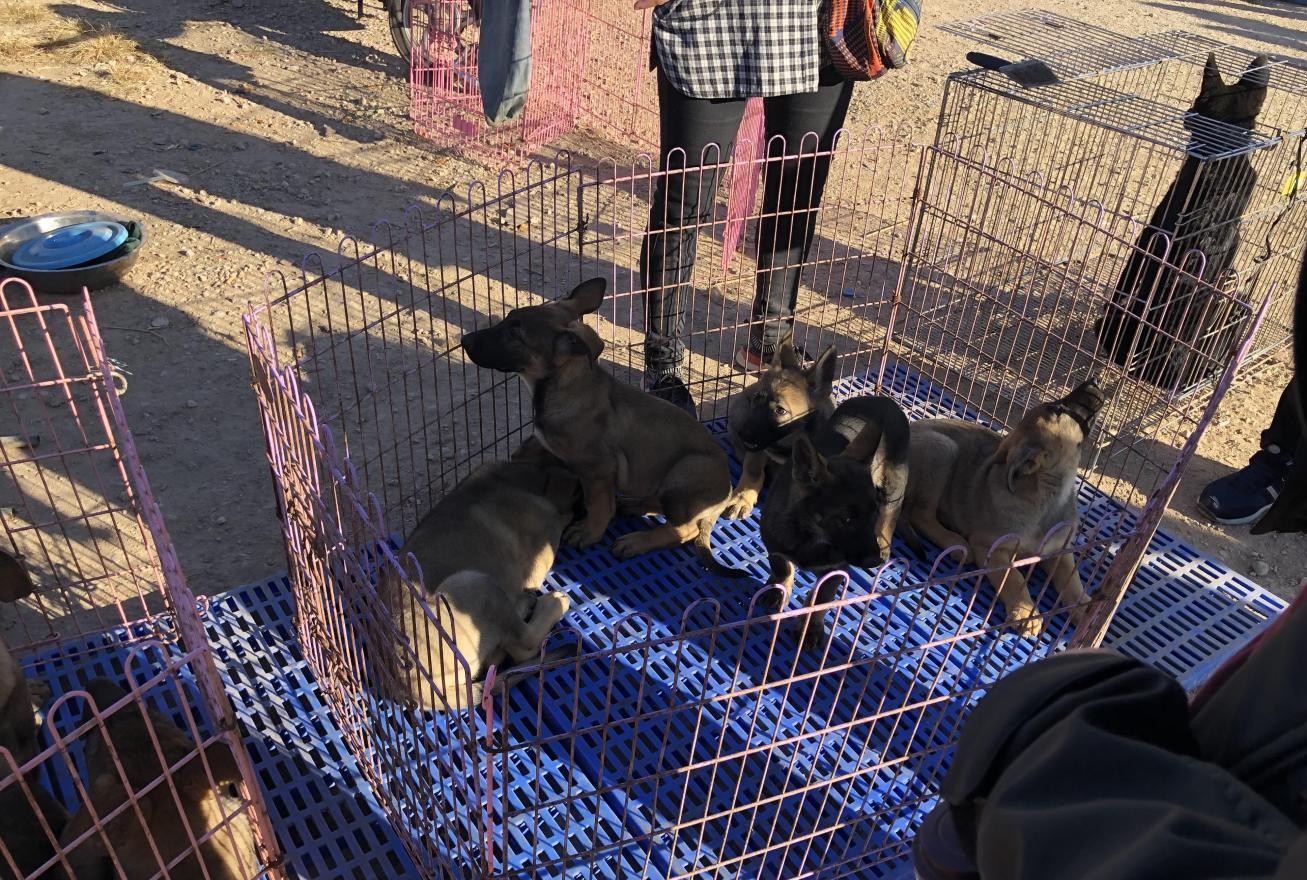 "|昆明犬|狗市|围观者_新浪网