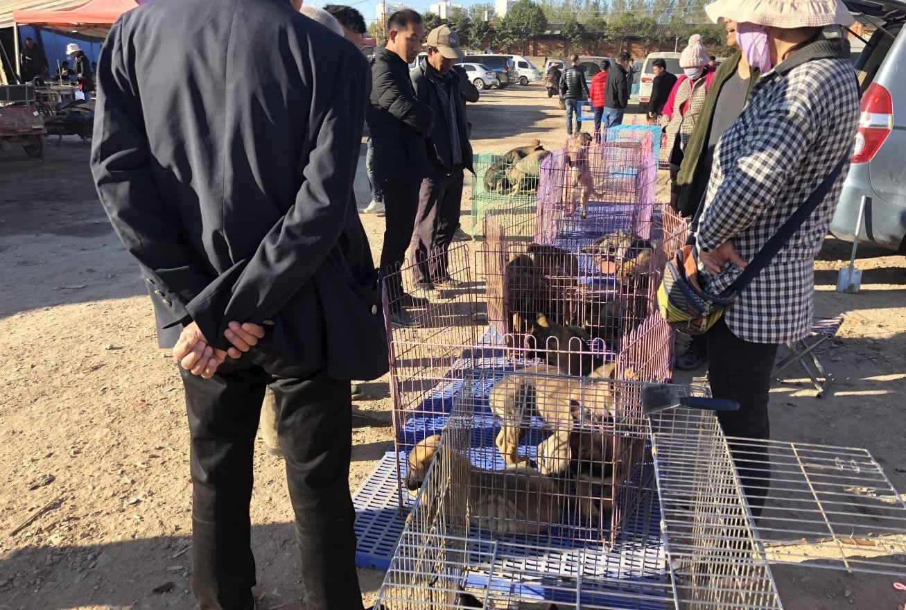 "|昆明犬|狗市|围观者_新浪网