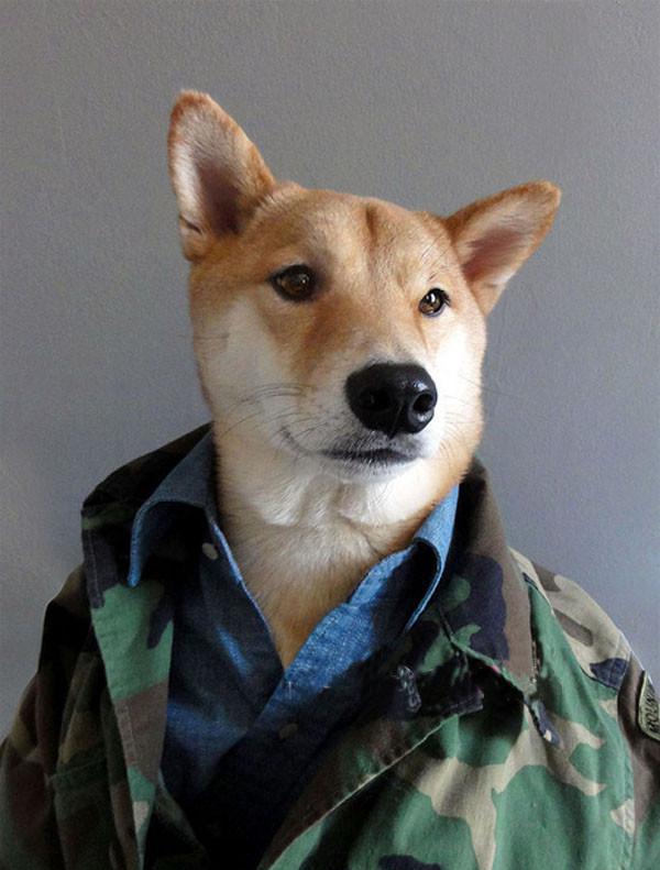 狗模人样 当柴犬穿上衣服 帅呆了