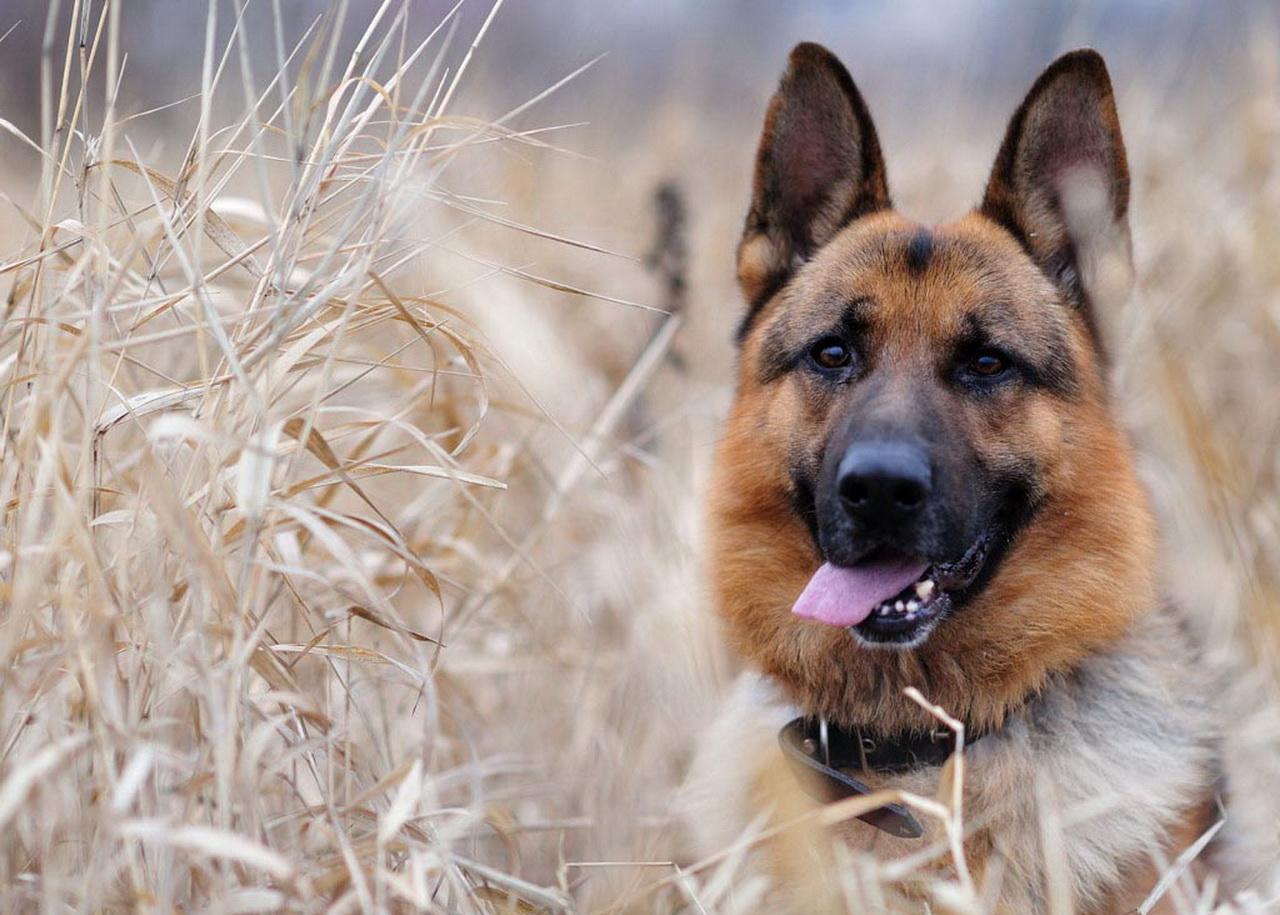 英文名:german shepherd dog