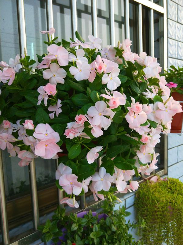 今日推荐一种夏季也开花的植物,还特别好养,爱逛花卉