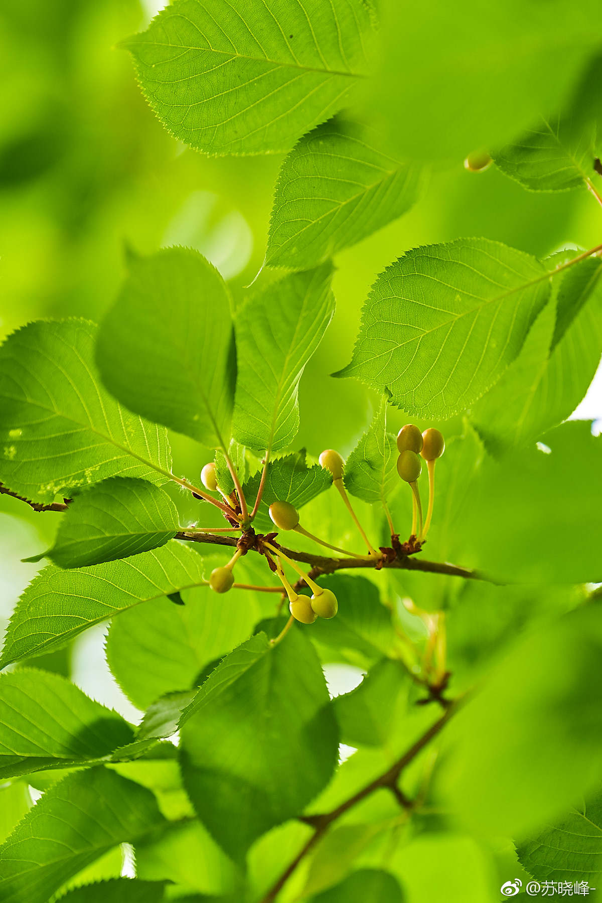 大家猜猜樱花树上结的小果子能吃吗