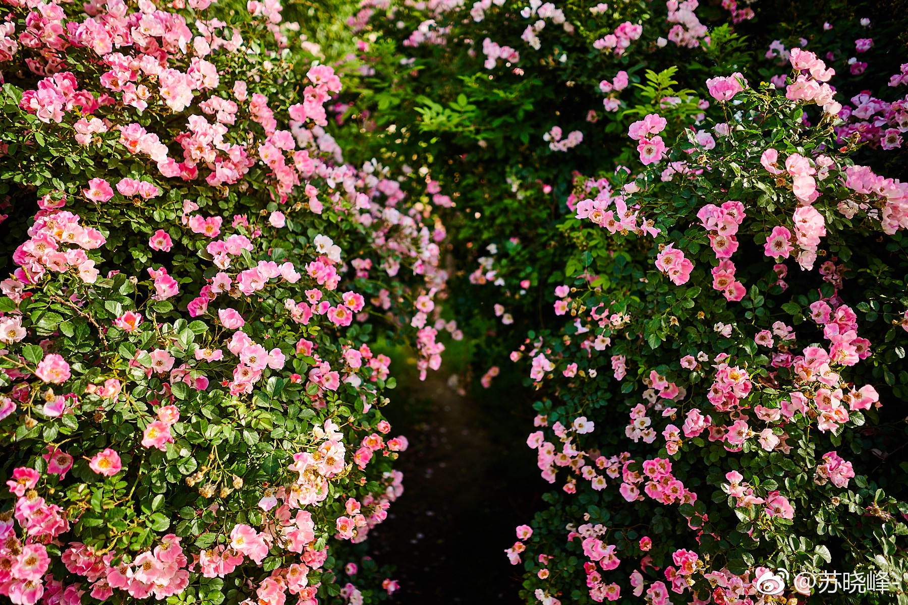 奥森的安吉拉月季在盛开喜欢拍花墙背景人像的朋友们不要错过了