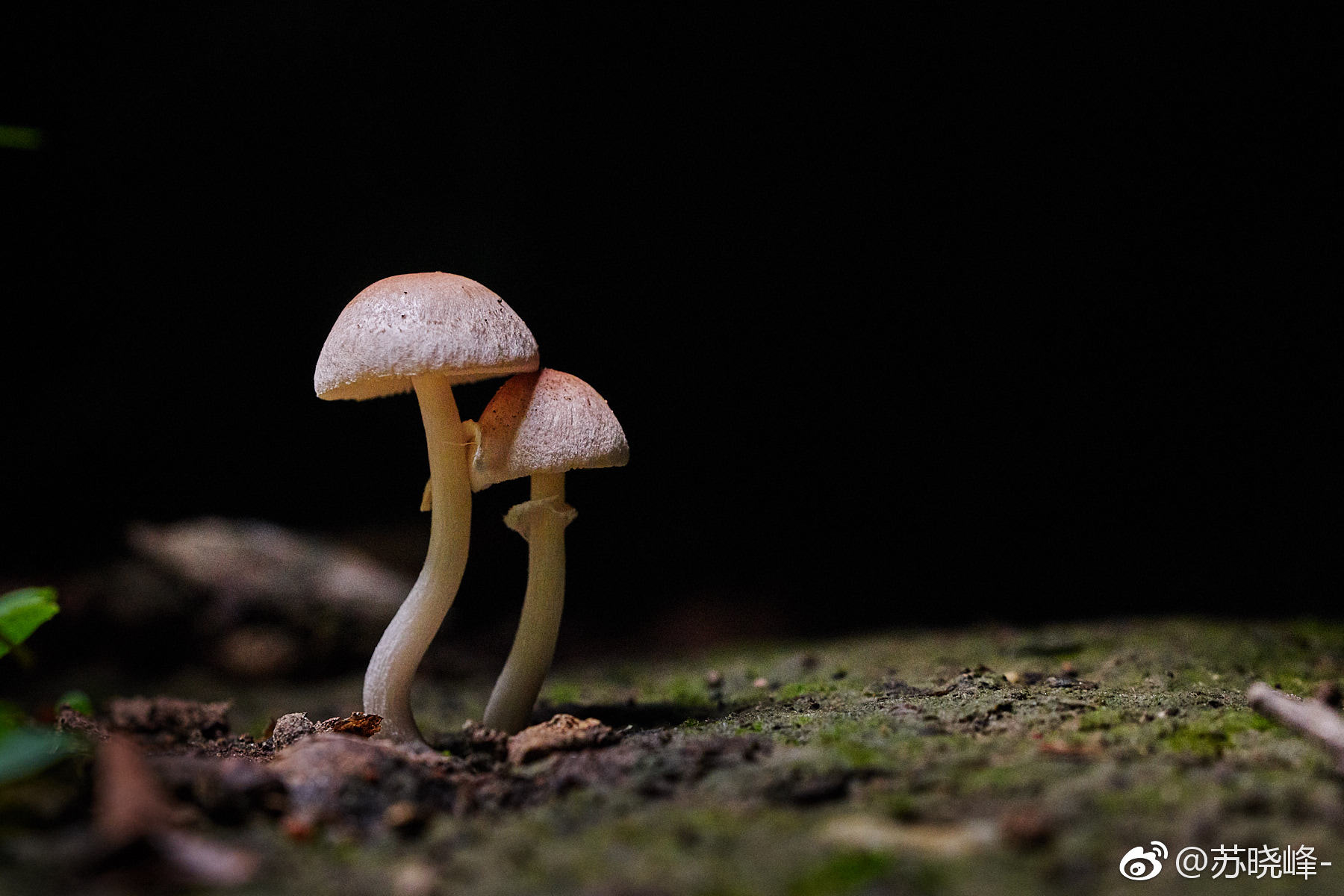 夜色下的小精灵一组可爱的小蘑菇