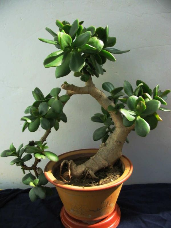 邻居家的玉树长成大老桩询问原因原来浇了这种水