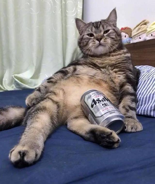 猫咪趁主人不在家偷酒喝,酒醉后撒娇,主人:真受不了你!