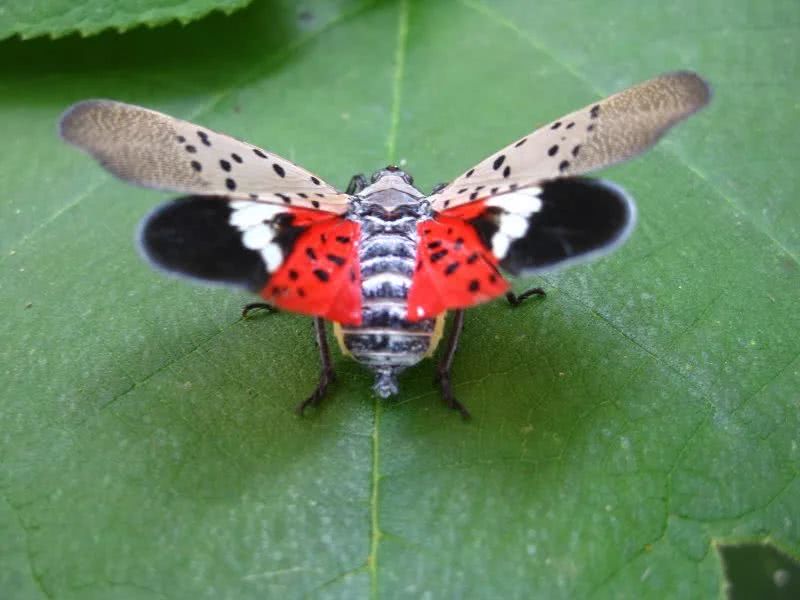 花姑娘斑衣蜡蝉图片